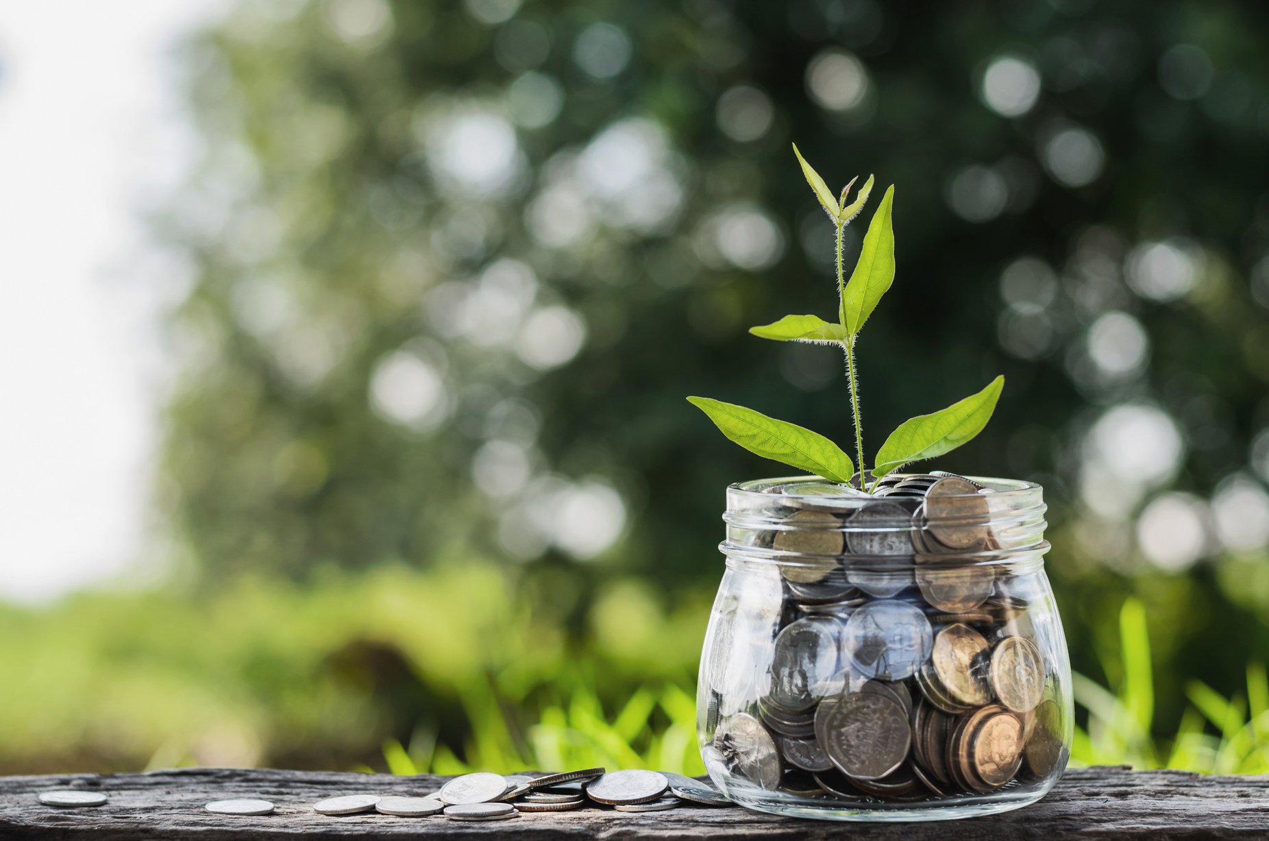 concept money growing and small tree in jar